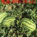 100多畝西瓜，自己的西瓜，非中介