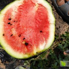 养殖场次品用西瓜
