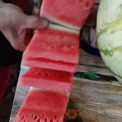 金花一号，熟度九成