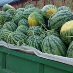 许昌鄢陵产地头茬露天长花瓜大量上市