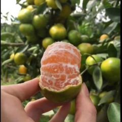 云南特早蜜橘，大量优质现货，欢迎各位老板来看货