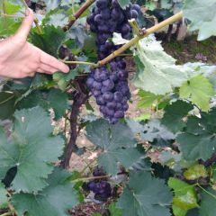 京亚葡萄，现货供应。价格优惠，给钱就带走