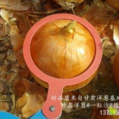 甘肃金武地区洋葱民勤锦卿农产品专业代购代销存储