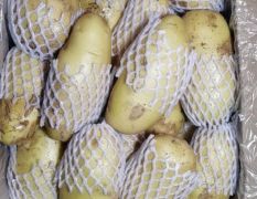 常年供应冷库土豆，如内蒙土豆系列品种