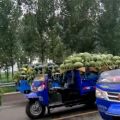 黑金刚大量上市，价格便宜，收好货