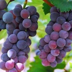 三圣口出售巨峰葡萄