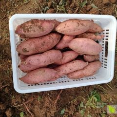 梁山优质地瓜，产地直销，欢迎选购！