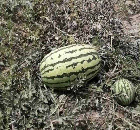 硒砂瓜价格