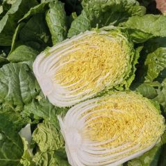 玲珑黄大白菜现货供应