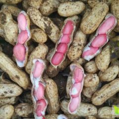 大量新鲜花生现货供应：2.4-2.8/斤