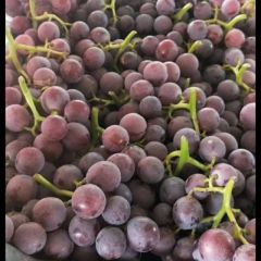 河北邢台威县巨峰葡萄
