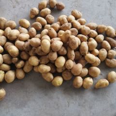 大量供应肥城冷库土豆，量大从优。