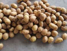 大量供应肥城冷库土豆，量大从优。