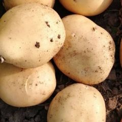 土豆，马铃薯薯我最棒