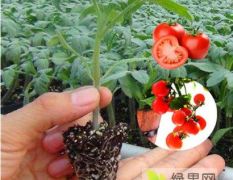 广州小西红柿苗育苗厂 釜山88番茄苗品种