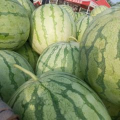 尚村岗西瓜代办代收，花无籽大量上市中…