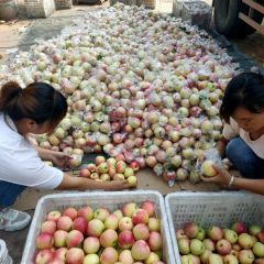山东省莘县美八！嘎啦！全红果！