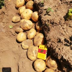 大量出售沙土地尤金885