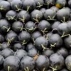 太康县高贤黑皮无籽西瓜大量供应