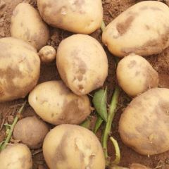 想要真正，物美价廉的土豆，在这里