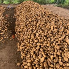 平度荷兰十五土豆大量上市，需要的联系