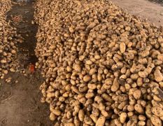 平度荷兰十五土豆大量上市，需要的联系
