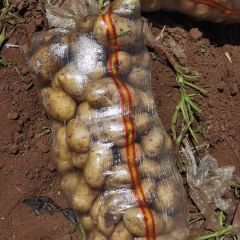 赤峰地区土豆，大量上市。价格便宜，