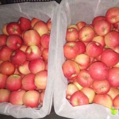 嘎啦苹果代办代销——银川鲜四季鲜