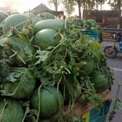 东明西瓜大降价两毛钱/斤