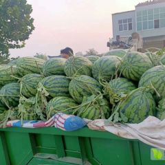新机遇超机遇西瓜每天60万斤
