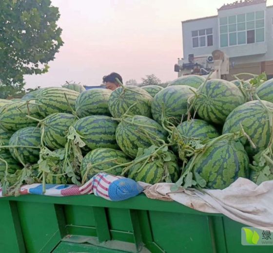 冠龙价格