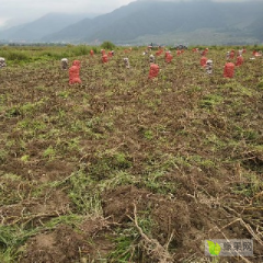 大量批发红皮黄心土豆