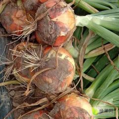 卡木一，圆葱，求老板，