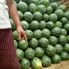 河南省鄢陵县陶城乡东贾庄村十万亩优质西瓜大量上市