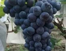 京亚葡萄大量上市！产地直销！自己家的葡萄！