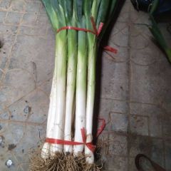 旭淼农场大葱现已大量上市