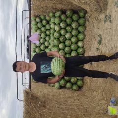 白泥井 金花一号 双红瓤