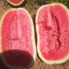 直生苗金花一号产地直发