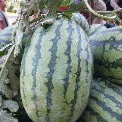 扶沟县黑无子！花无子！花长瓜！西农八号！