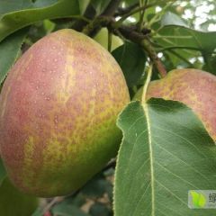 种植新品种:新梨七号梨，膜袋红香酥梨