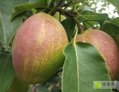 种植新品种:新梨七号梨，膜袋红香酥梨