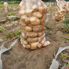 供应吉林尤金885，荷兰系列