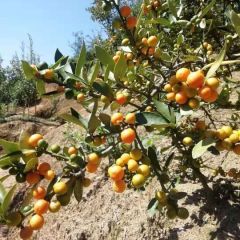 湖南省沅陵县求购山橘(芸香科)大货