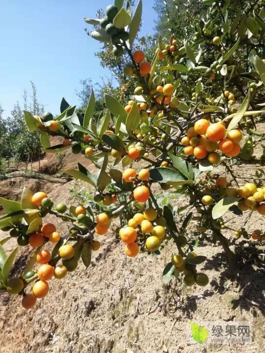 2020年湖南沅陵山橘(芸香科)价格