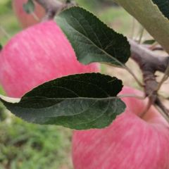 陕西嘎啦苹果，嘎啦苹果价格，70以上嘎啦苹果红果