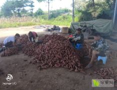 广西北海“西瓜红”红薯上市