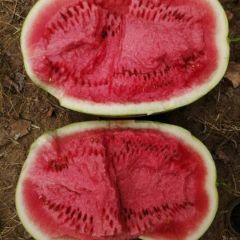 内蒙通辽沙土地金城5号西瓜大量上市，口感好，耐运输，个头大