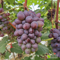 瓦房店复县农家黑提葡萄|葡萄果粒果汁饮料溢园果乐