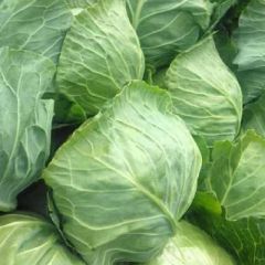 好甘蓝大量上市了，手感软，颜色绿