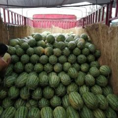 西瓜开园上市了，（新机遇）（西农八号）